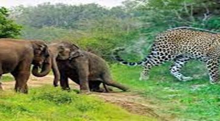 Sri Lanka Turu